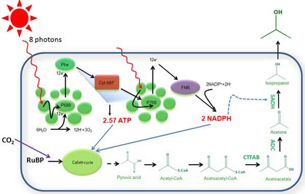 藍藻Synechocystis 6803中引入NADPH消耗驅動光合固碳示意圖.jpg