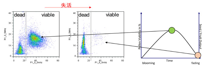 優化花粉收獲及保存條件.jpg