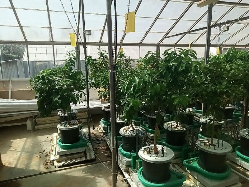 Plant-DiTech公司與希伯來大學羅伯特·史密斯農業食品和環境學院溫室合作研究項目.jpg